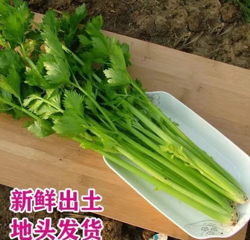 芹菜西芹量大从优产地直供一手货源现货速发