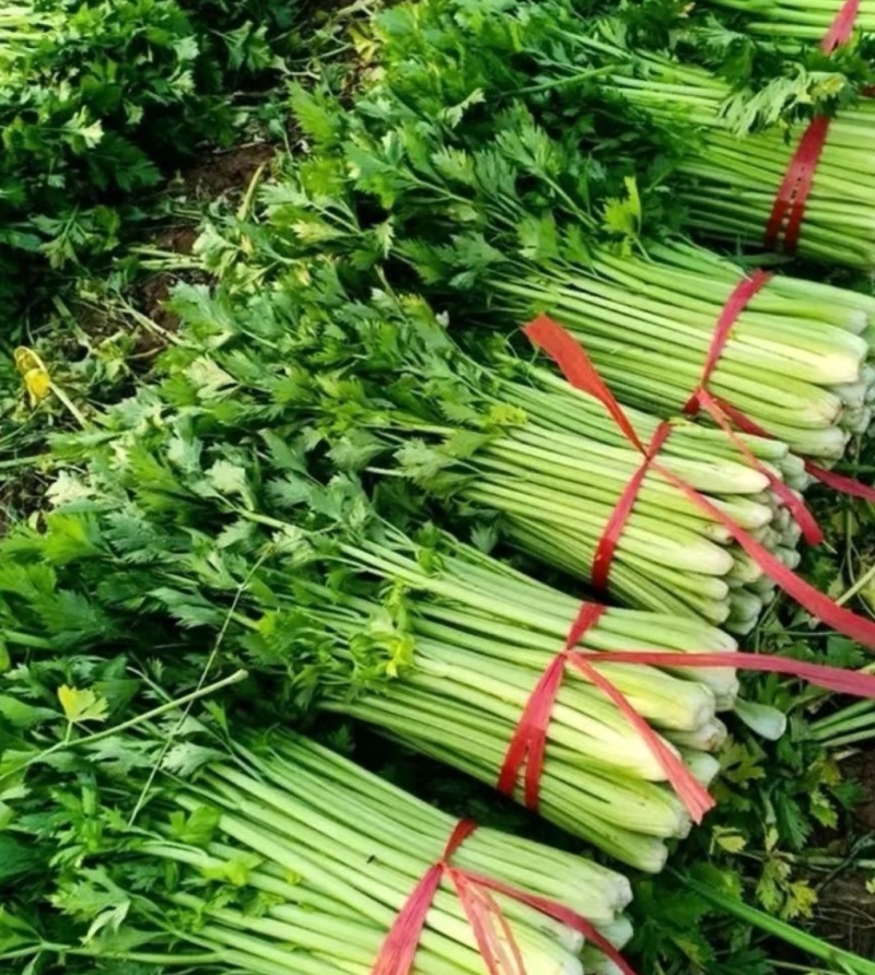 芹菜西芹量大从优产地直供一手货源现货速发