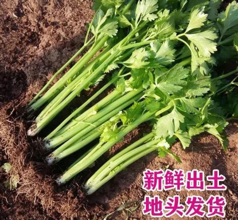 芹菜西芹量大从优产地直供一手货源现货速发