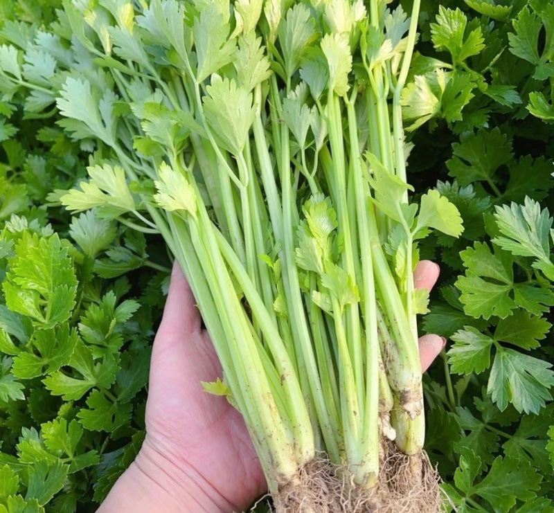 芹菜西芹量大从优产地直供一手货源现货速发