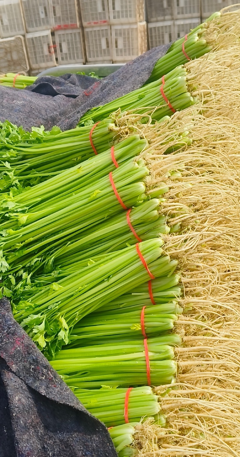 芹菜西芹量大从优产地直供一手货源现货速发