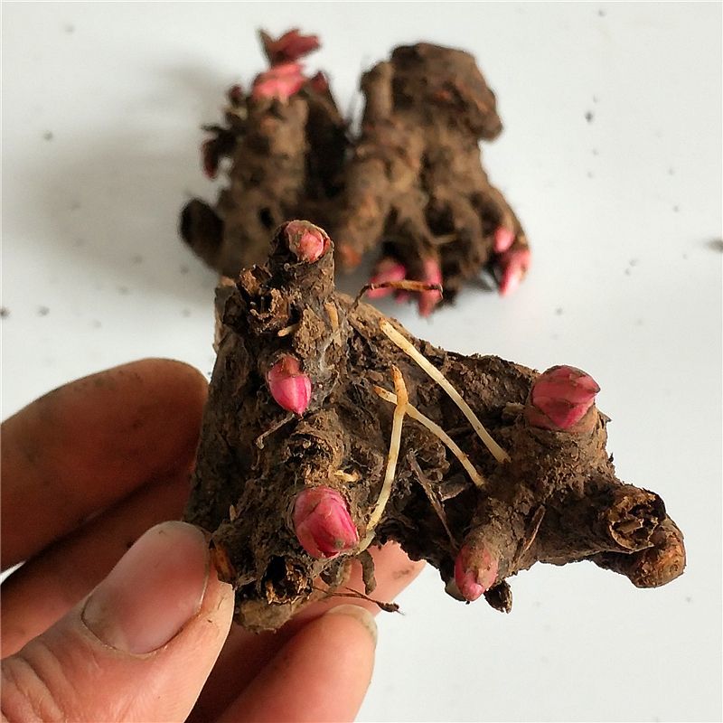 芍药多年生花卉庭院盆栽芍药花四季种植耐寒植