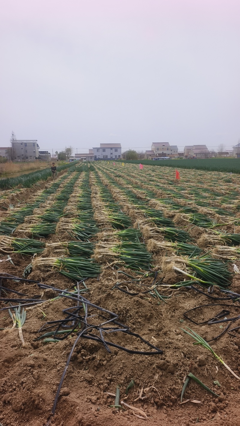 江苏大葱，铁杆大葱，电商供货，产地代办，代发