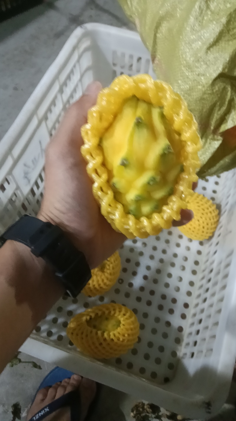 海南三亚燕窝果