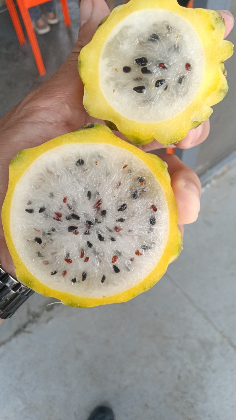 海南三亚燕窝果
