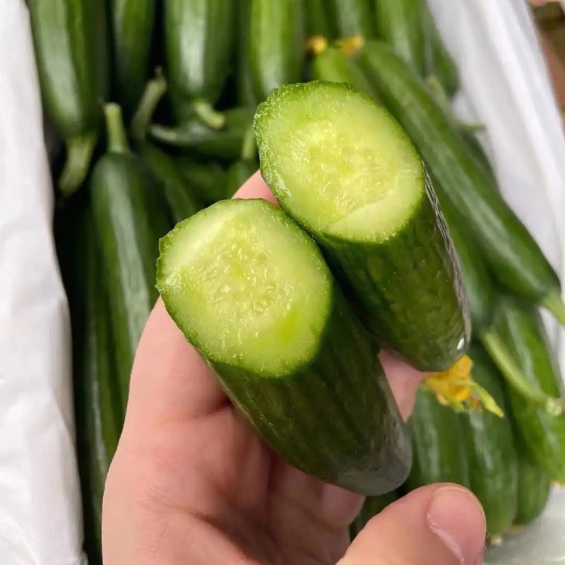 水果黄瓜小青瓜小乳瓜山东菏泽基地现货供应/可全国发货