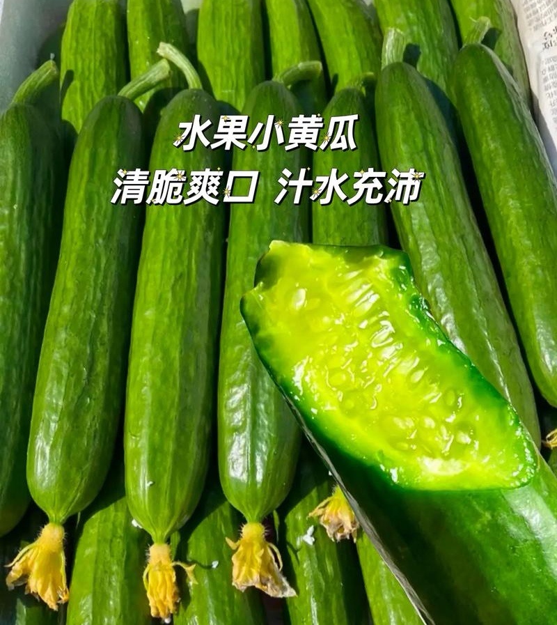 水果黄瓜小青瓜小乳瓜山东寿光/基地现货供应/可全国发货