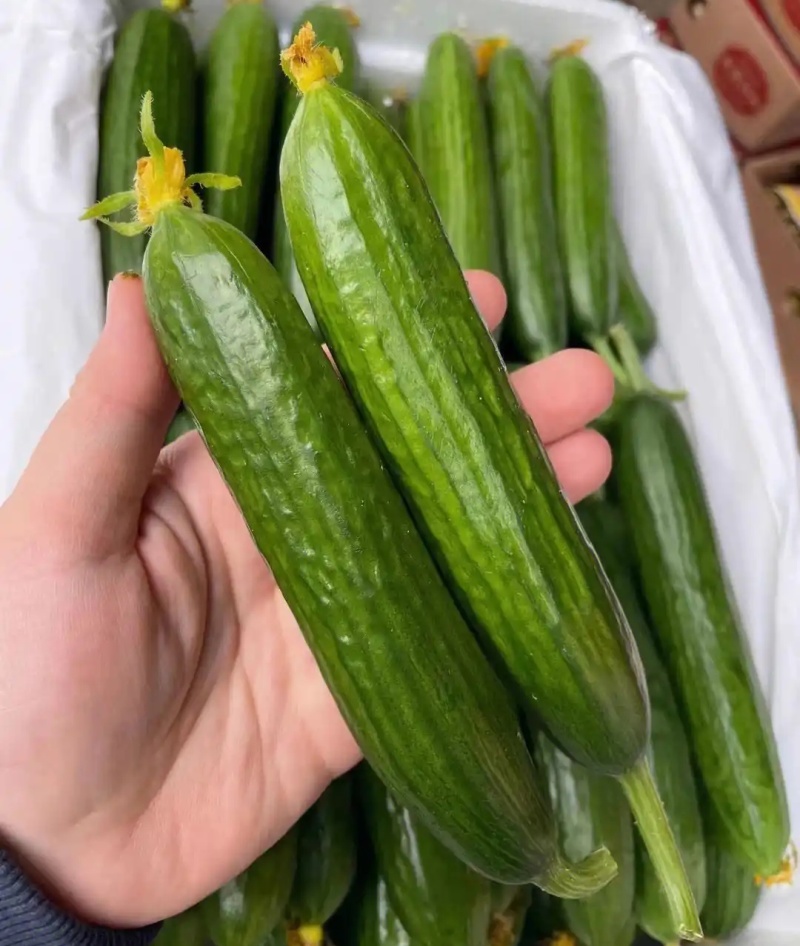水果黄瓜小青瓜小乳瓜宁夏银川/基地现货供应/可全国发货