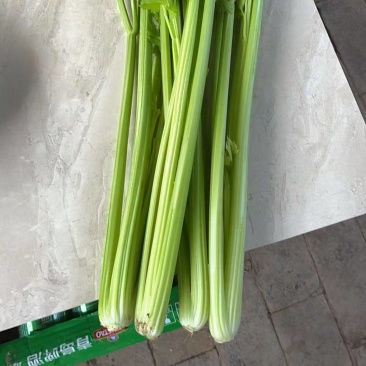 100亩芹菜出售，有意者来谈