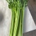 100亩芹菜出售，有意者来谈