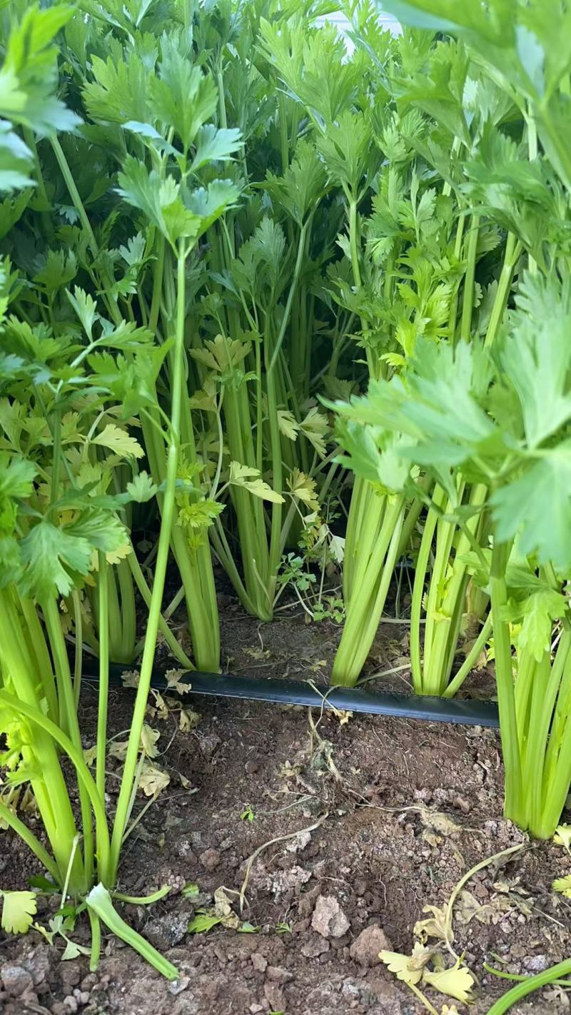 100亩芹菜出售，有意者来谈
