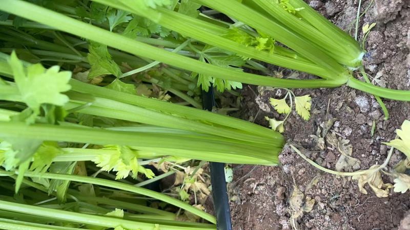 100亩芹菜出售，有意者来谈