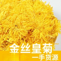 批发金丝皇菊规格齐全新货金丝皇菊量大价优
