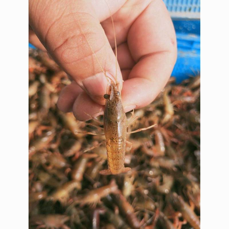湖北优质虾苗小龙虾苗存活率高提供技术指导专业冷藏车