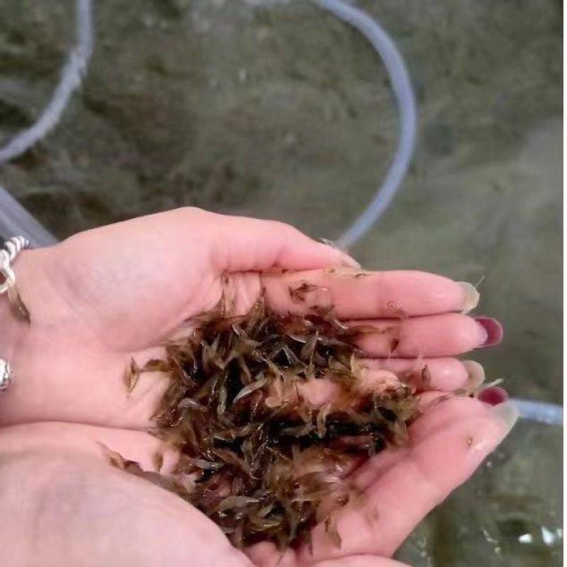 湖北优质虾苗小龙虾苗存活率高提供技术指导专业冷藏车