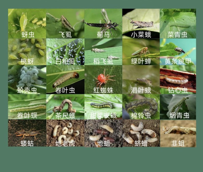 22%噻虫高氯氟抗性蚜虫蓟马蝼蛄地蛆韭蛆噻虫嗪菊酯