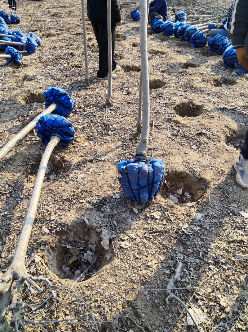 基地批发3公分-15公分北美海棠，4公分海棠，5公分海棠