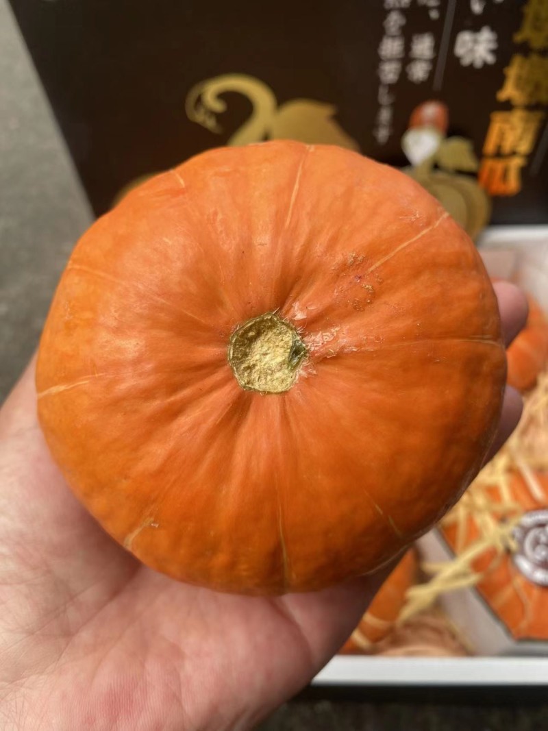 《贝贝南瓜》内蒙古/基地直供/现货供应/全国发货/欢迎来电