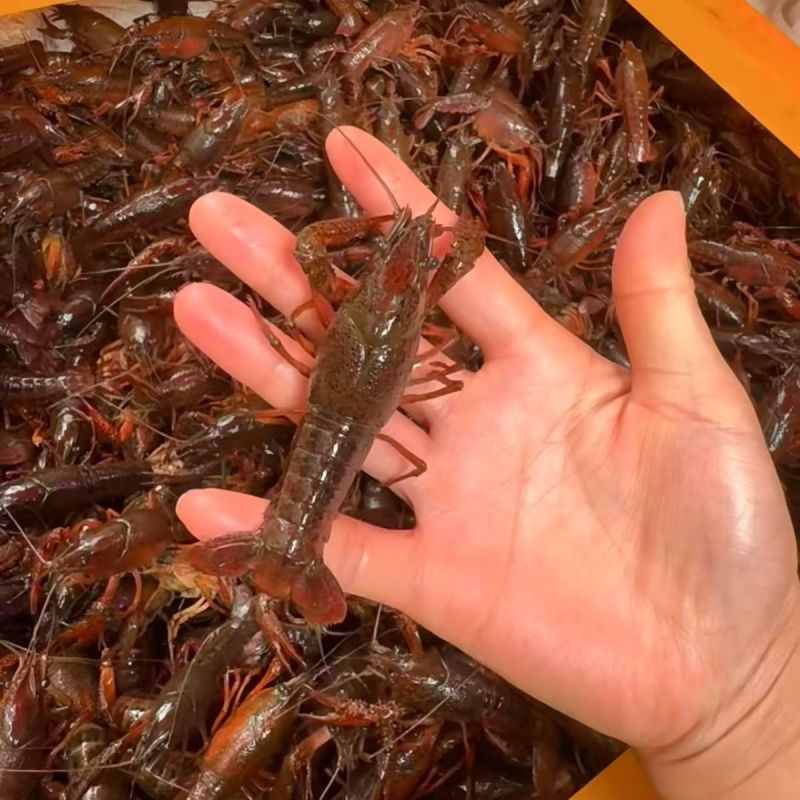精品小龙虾苗龙虾苗虾苗大量供应存活率高支持技术