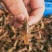 精品小龙虾苗龙虾苗虾苗大量供应存活率高支持技术