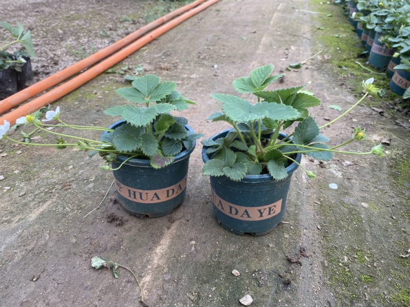 草莓盆栽，原盆原土发货，适合花店摆台电商量大可以咨询