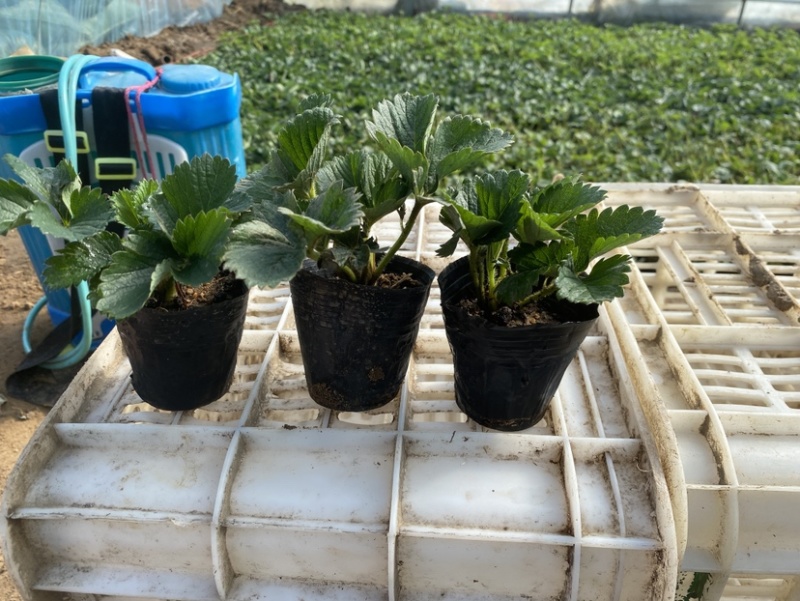 草莓盆栽，原盆原土发货，适合花店摆台电商量大可以咨询