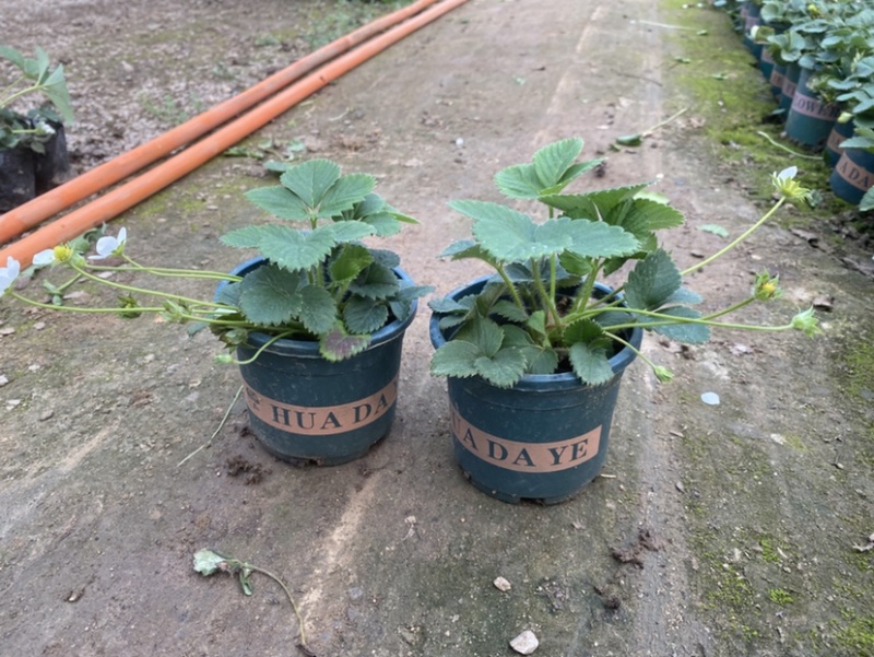 草莓盆栽，原盆原土发货，适合花店摆台电商量大可以咨询