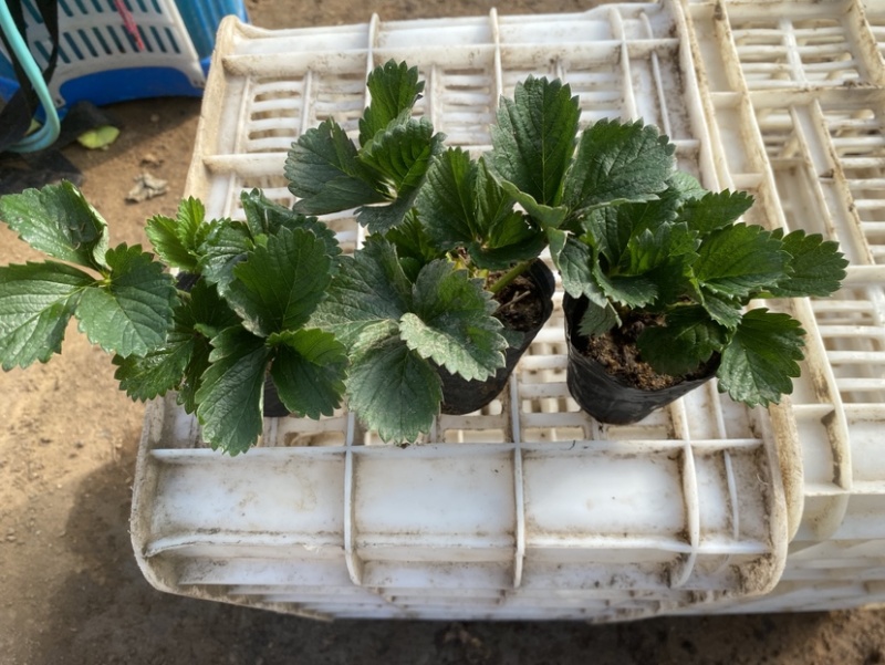草莓盆栽，原盆原土发货，适合花店摆台电商量大可以咨询