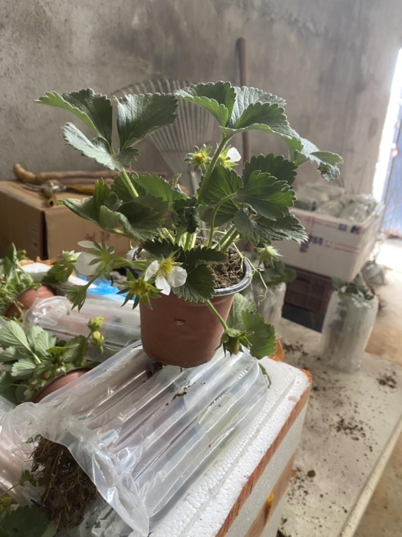 草莓盆栽，原盆原土发货，适合花店摆台电商量大可以咨询