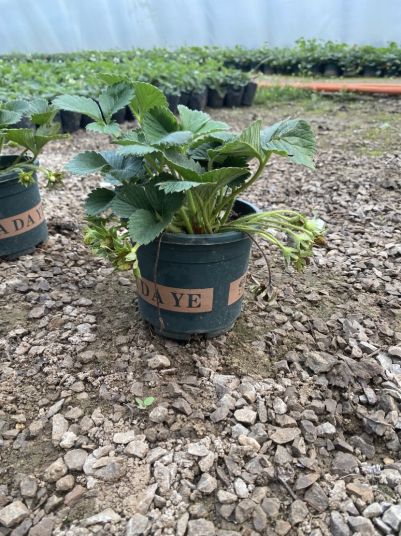 草莓盆栽，原盆原土发货，适合花店摆台电商量大可以咨询