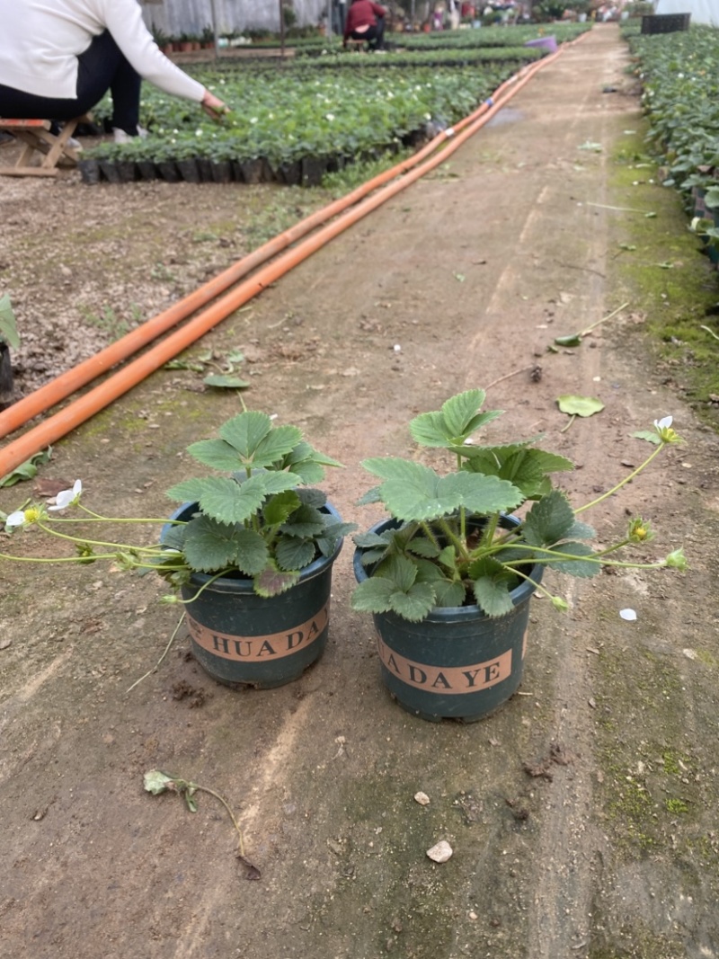 草莓盆栽，原盆原土发货，适合花店摆台电商量大可以咨询