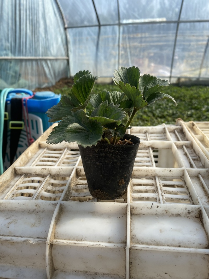 草莓盆栽，原盆原土发货，适合花店摆台电商量大可以咨询