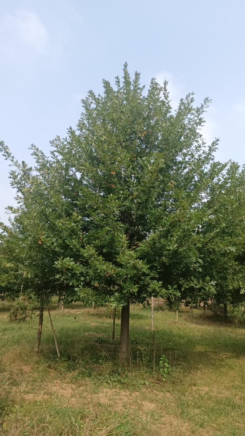 江苏，山东供应8-30娜塔莉，树形优美，适合南北气候