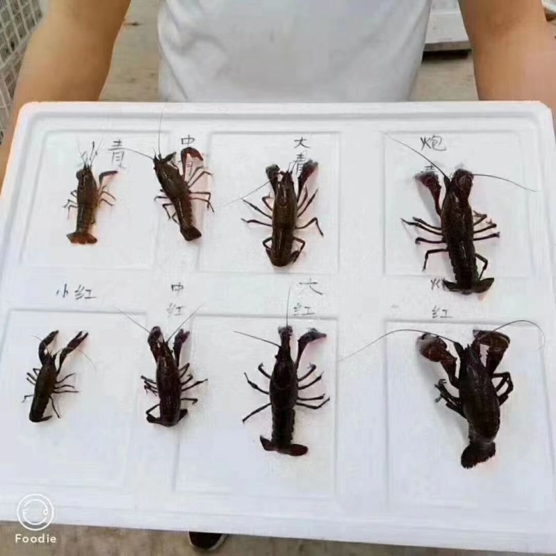 精品小龙虾苗