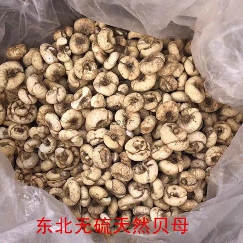 东北平贝母非川贝母中药材