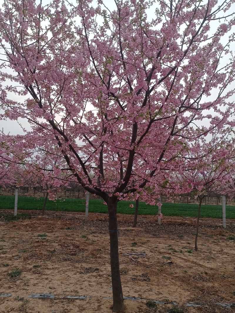 8公分日本晚樱花，早樱花，红色花系，白色花系。