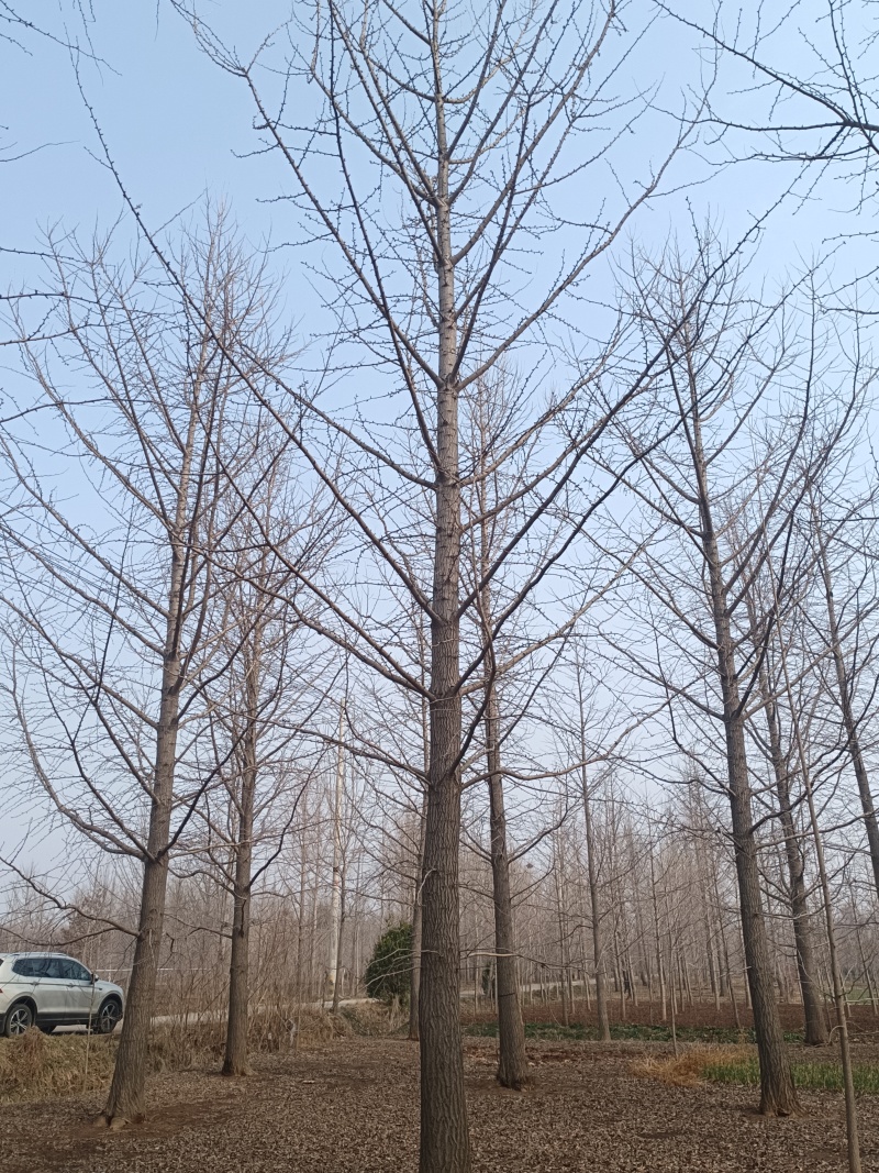 25公分银杏，大量供应1-100公分银杏实生树，嫁接树。