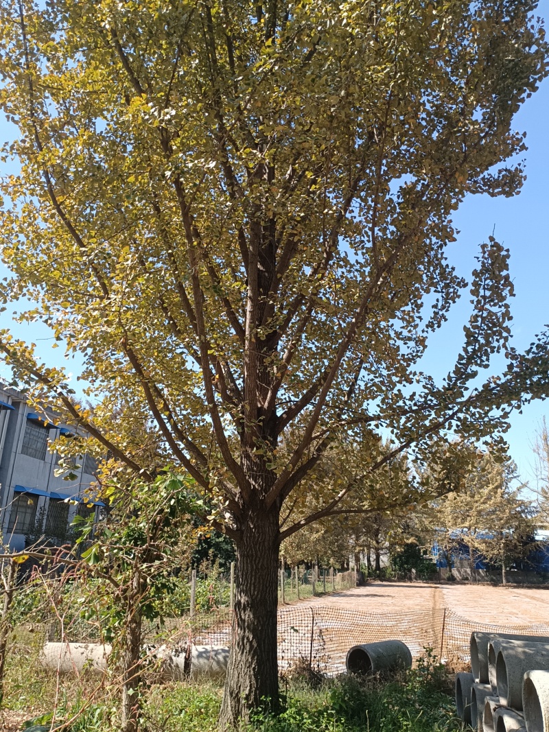 25公分银杏，大量供应1-100公分银杏实生树，嫁接树。