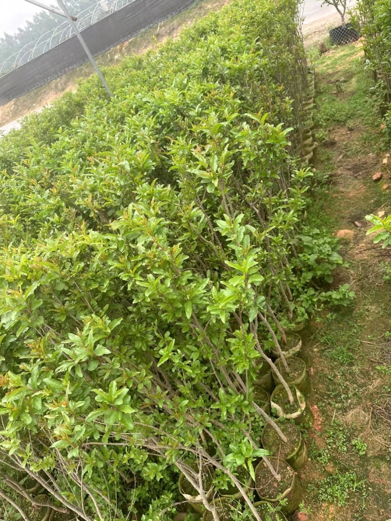 软籽石榴苗，大果品种，营养杯苗带土带叶发货的