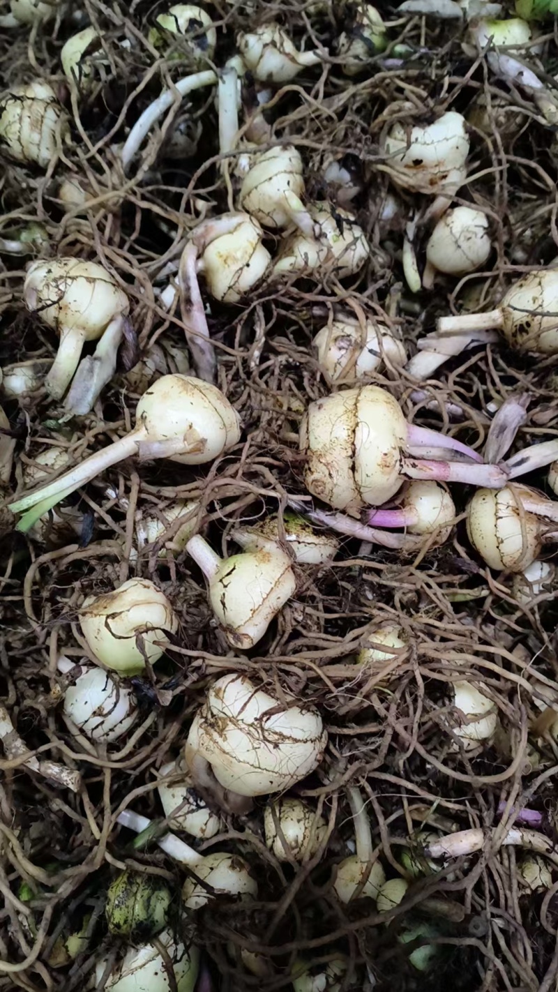 毛慈菇大量供应