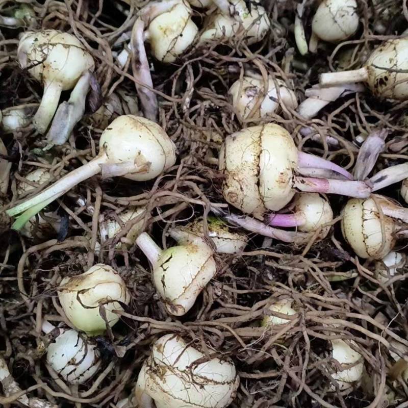 毛慈菇大量供应