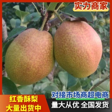 陕西大荔优质红香酥梨价格，红香酥梨基地价格