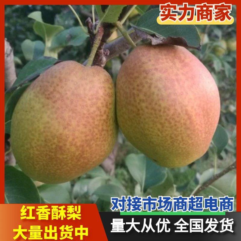 陕西大荔优质红香酥梨价格，红香酥梨基地价格
