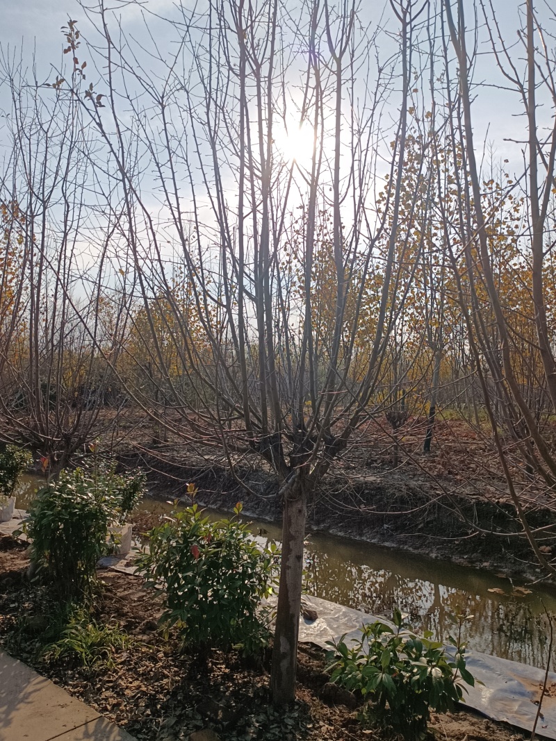 江苏，山东，绚丽海棠，垂丝海棠，北美海棠系列，物美价廉