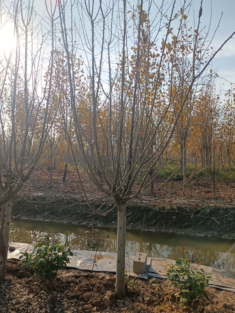 江苏，山东，绚丽海棠，垂丝海棠，北美海棠系列，物美价廉