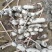 鄂莲五号苗莲藕苗基地直供量大优惠对接全国欢迎来电