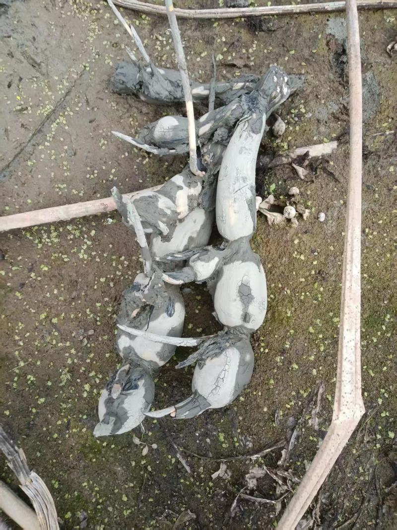 鄂莲五号苗莲藕苗基地直供量大优惠对接全国欢迎来电