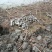 鄂莲五号苗莲藕苗基地直供量大优惠对接全国欢迎来电
