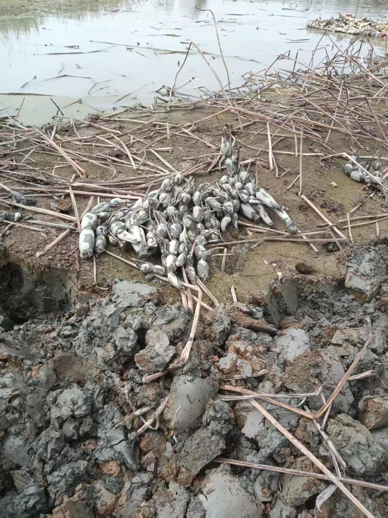 鄂莲五号苗莲藕苗基地直供量大优惠对接全国欢迎来电