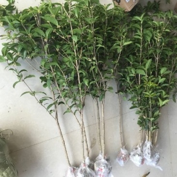 四季桂，大量供应1一5公分四季桂，大量出售